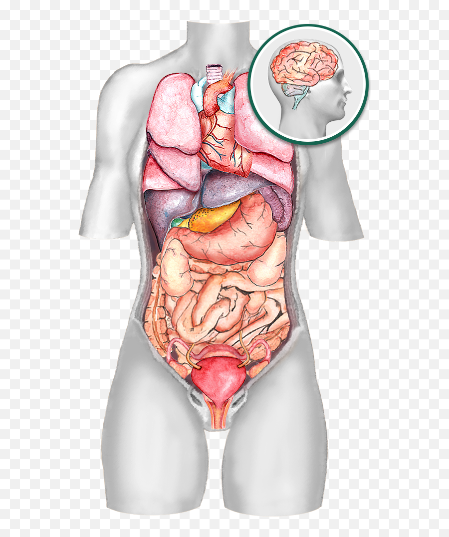 Visceral Manipulation Png Female Body Icon