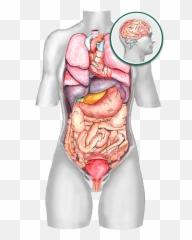Visceral Manipulation Png