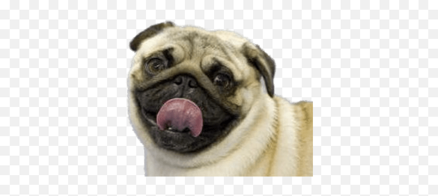Pug Tongue Out Transparent Png - Stickpng Pug With Tongue Out,Pug Transparent Background