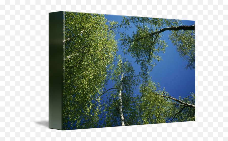 Lowangle View Of Birch Tree Canopy By Panoramic Images - Birch Png,Tree Canopy Png