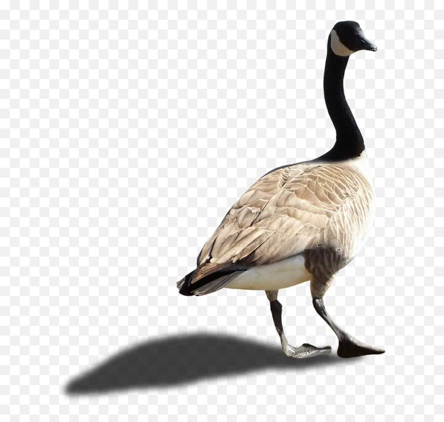 Goose Transparent Png File - Canada Goose Png,Goose Transparent