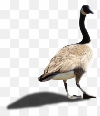 Goose Transparent Png File - Canada Goose Png,Goose Transparent