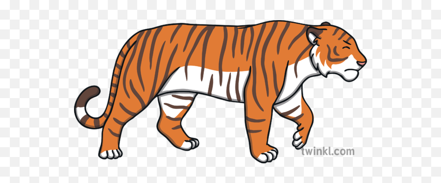 Angry Tiger Walking Illustration - Twinkl Tiger Twinkl Png,Angery Transparent