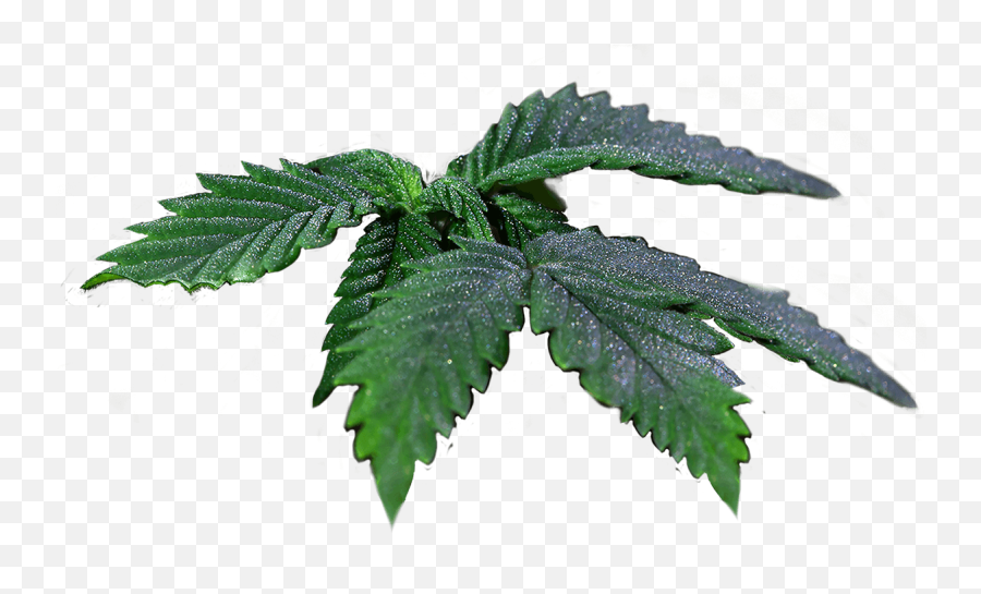 Cannabis Botany - Thseeds Elm Png,Cannabis Leaf Png