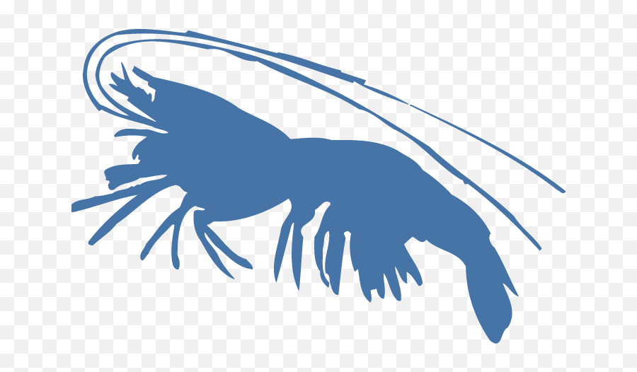 Shrimp - Blue Shrimp Png,Shrimp Png