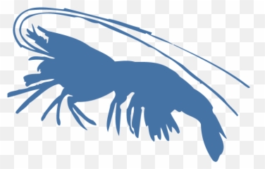 Shrimp - Blue Shrimp Png,Shrimp Png