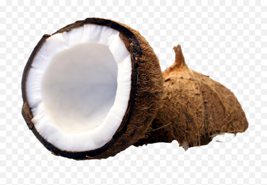 Coconut Png Free Image - Transparent Background Coconut Transparent,Coconut Png