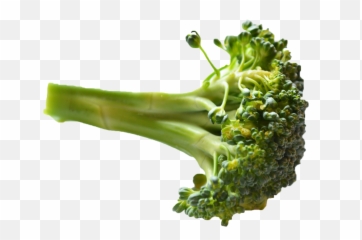 Broccoli Png Image - Png Broccoli Png,Broccoli Transparent