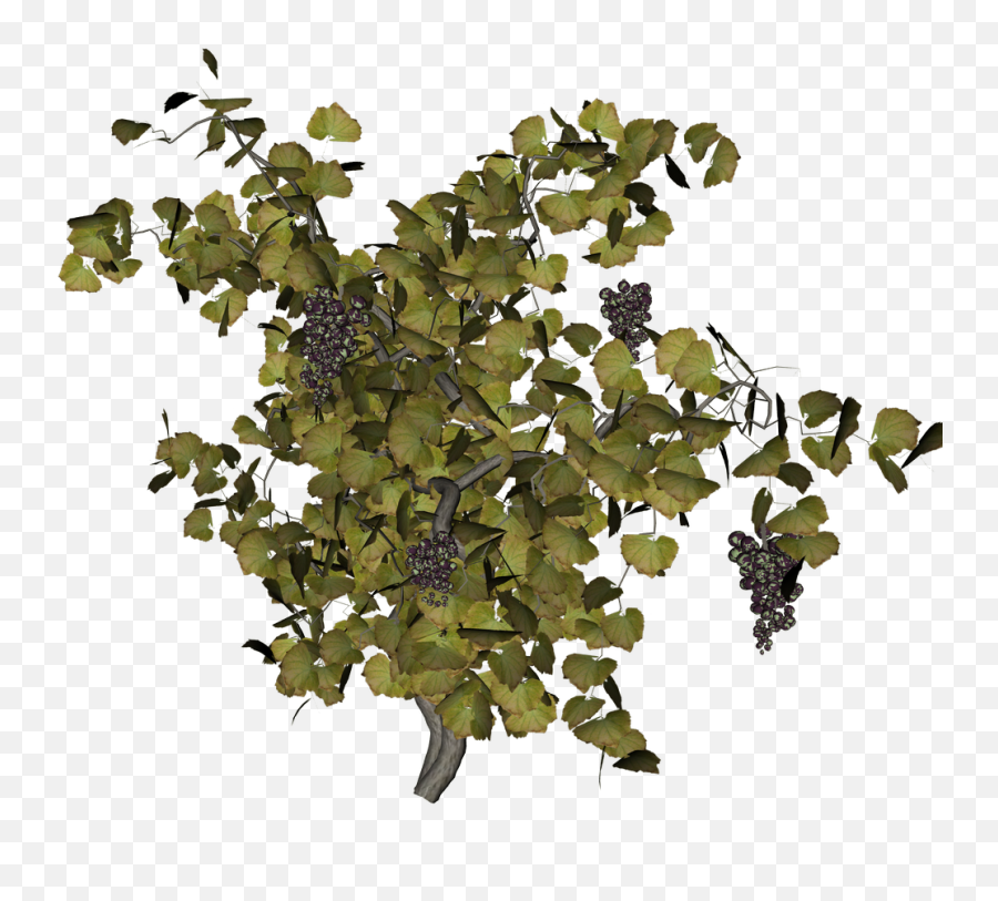 Download Hd Grape Vine Png - Grape Vine Tree Top View,Vine Png