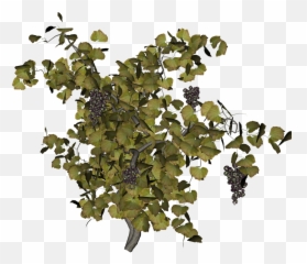 Download Hd Grape Vine Png - Grape Vine Tree Top View,Vine Png