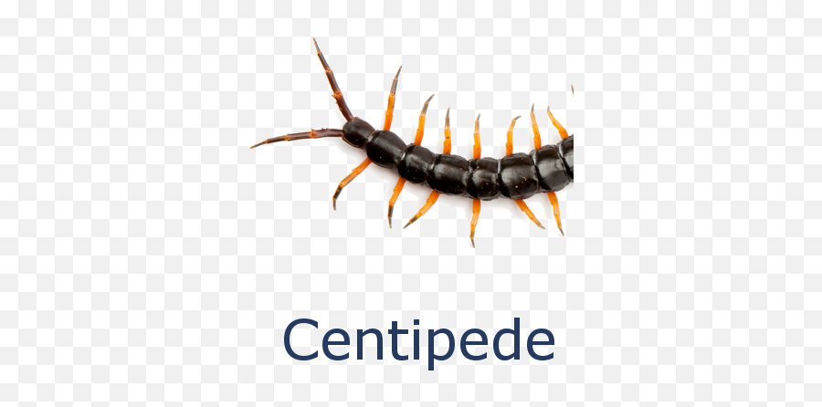 Centipedes Png Image With No - Before Printing This E Mail,Centipede Png