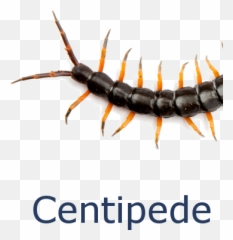 Centipedes Png Image With No - Before Printing This E Mail,Centipede Png