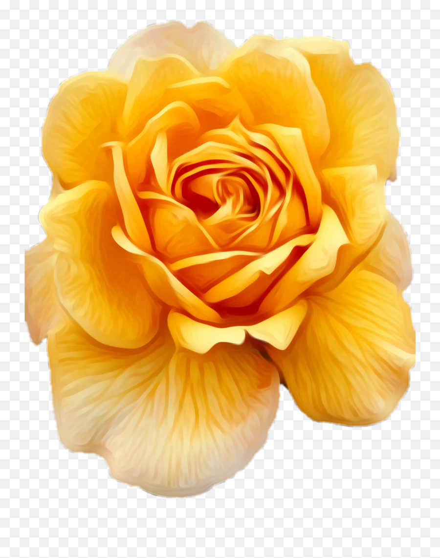 Yellow Yellowrose Rose Roses Beautiful Nature Naturesti - Hybrid Tea Rose Png,Yellow Rose Transparent