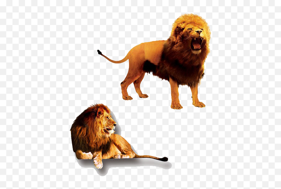 The Lion King Png Transparent Images All - Lion And Lioness,Lion Clipart Png