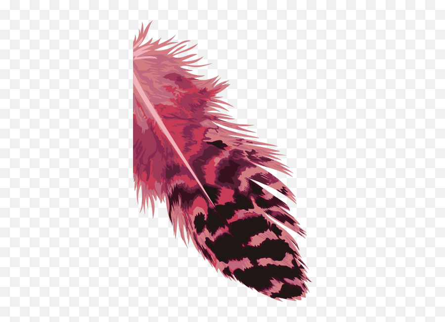 Dark Pink And Black Feather Isolated - Illustration Full Feathers Boho Png,Black Feather Png