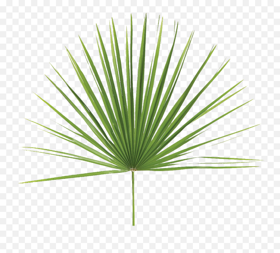 How To Decorate With Modern And Tropical Statement Leaves - Fan Palm Leaf Png,Palm Leaves Png