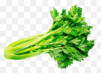 Transparent Png Svg - Apio Perejil Y Cilantro,Celery Png