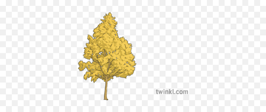 Yellow Birch Tree Science Ks2 - Yellow Birch Tree Illustration Png,Birch Tree Png
