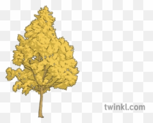 Yellow Birch Tree Science Ks2 - Illustration png