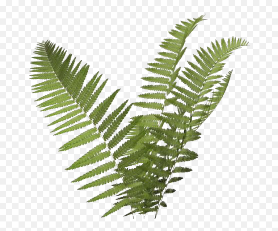 Fern Clipart Transparent Background - Transparent Background Fern Transparent Png,Clipart With Transparent Background