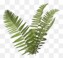 Fern Clipart Transparent Background - Transparent Background Fern Transparent Png,Clipart With Transparent Background