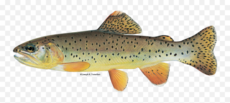 Apache Trout - Freshwater Fish Of America Png,Trout Png