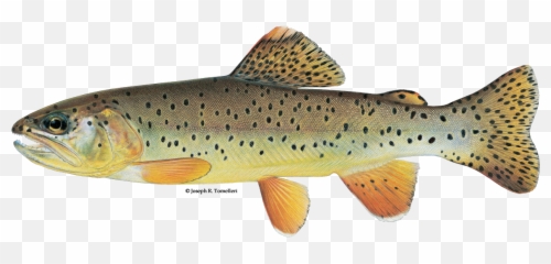Apache Trout - Freshwater Fish Of America Png,Trout Png