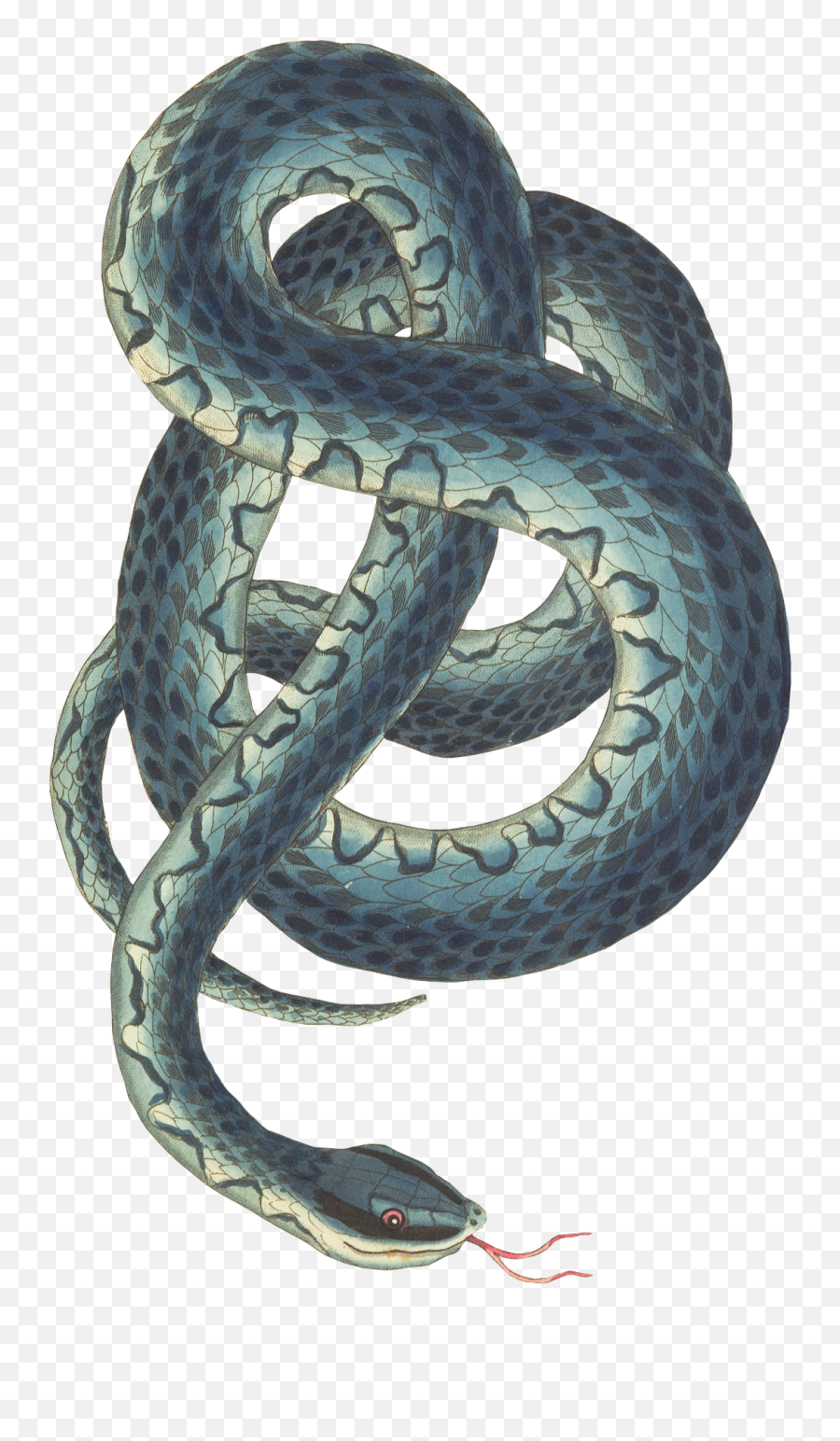 Download Garter - Png Schlangen,Snake Png Transparent