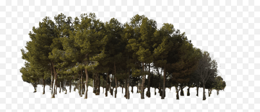 Ftestickers - Tree Forest Png,Forest Tree Png