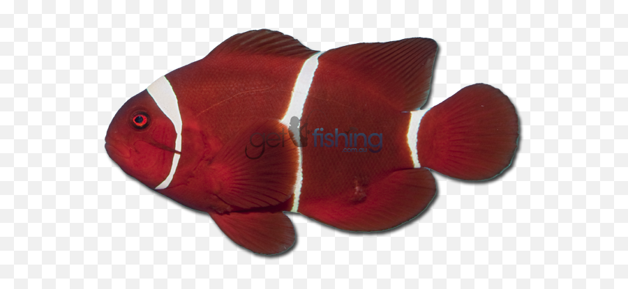 Download Spine - Ocellaris Clownfish Png,Clownfish Png