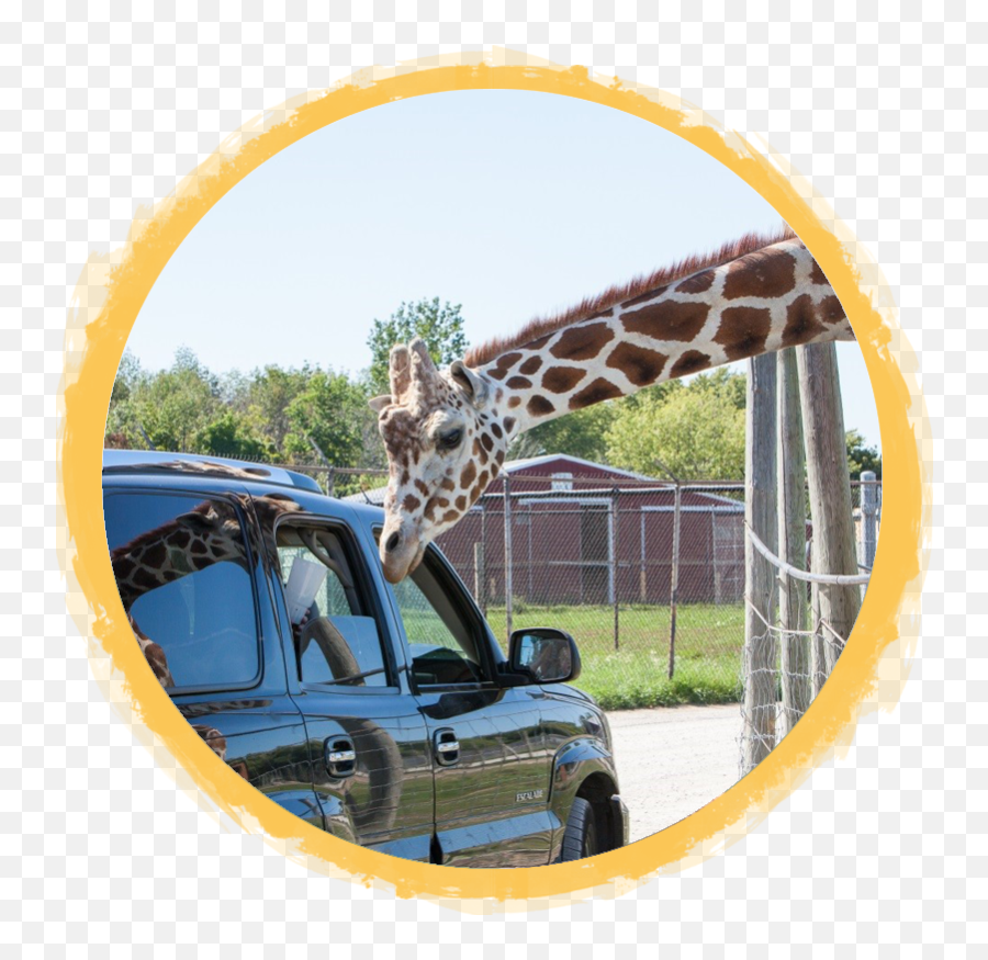 Giraffe African Safari Wildlife Park - Port Clinton Oh Compact Sport Utility Vehicle Png,Giraffe Transparent