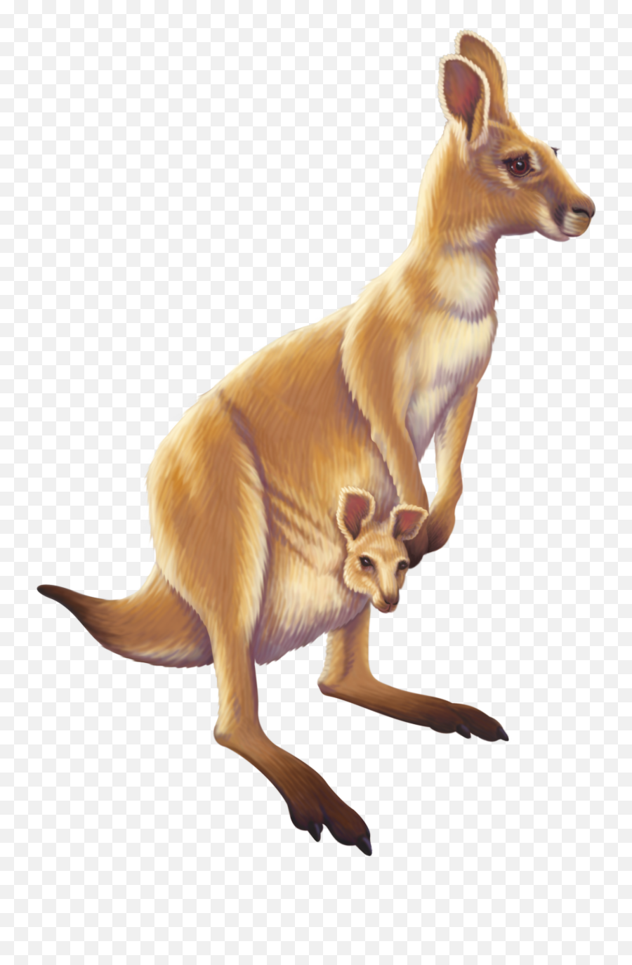 Download Kangaroo Australia Animal Free Transparent Image Hd Png Animals