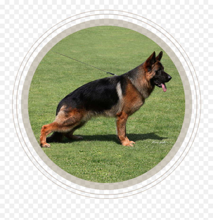 German Shepherd Puppies Dogs Sale - Old German Shepherd Dog Png,German Shepherd Transparent