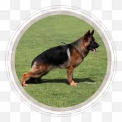 German Shepherd Puppies Dogs Sale - Old German Shepherd Dog Png,German Shepherd Transparent