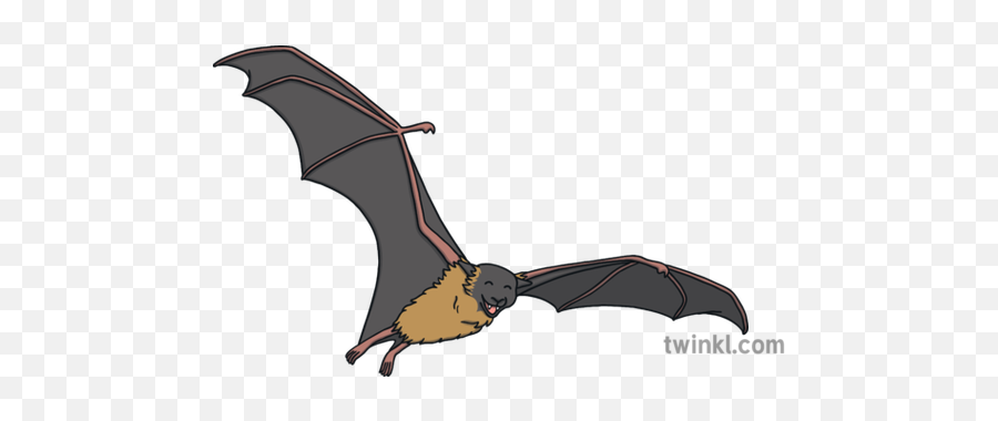 What Is A Bat - Answered Twinkl Teaching Wiki Bat Png,Simple Bat Icon