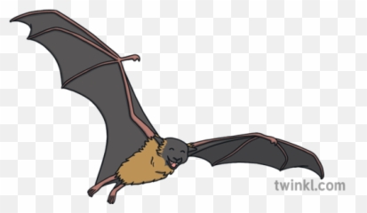 What Is Bat - Answered Twinkl teaching Wiki png
