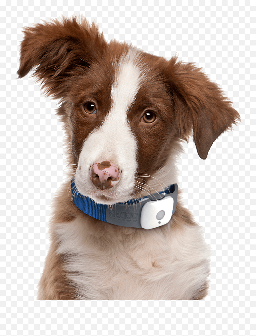 77 Dog Png Image Picture Download Dogs - Fun Dog Png,Dogs Png