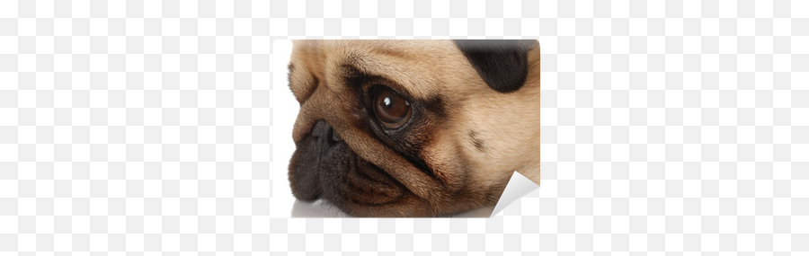 Side Profile Of A Pug Dog Face - Pug Png,Pug Transparent Background