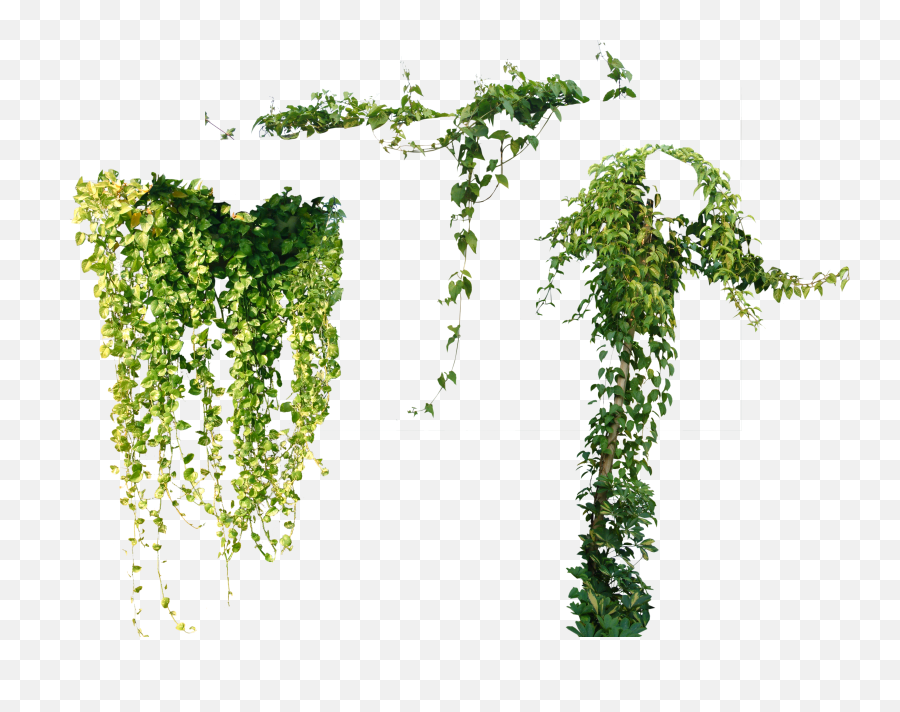 Tree Plant Vine Ivy Others Png - Ivy Vine Png,Ivy Png