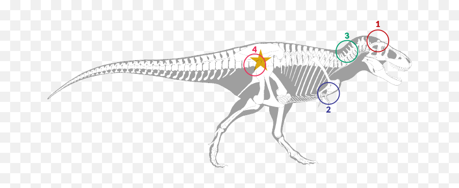 Defining A Dinosaur Is Now Far Harder Science News For - Dinosaur Hip Bone Png,Dinosaur Skull Png