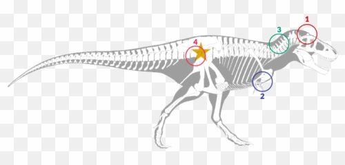Defining A Dinosaur Is Now Far Harder Science News For - Dinosaur Hip Bone Png,Dinosaur Skull Png