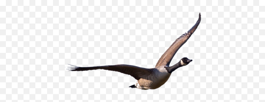 Download Free Png Goose Transparent - Geese Transparent Png,Goose Transparent
