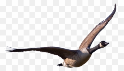 Download Free Png Goose Transparent - Geese Transparent Png,Goose Transparent