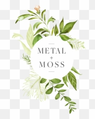 Download Hanging Moss Png - Full Size Png Image Pngkit Western Yew,Moss Png