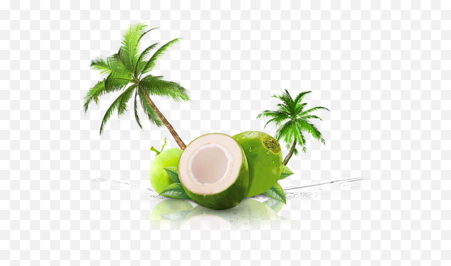 Coconut Png Background - Green Transparent Coconut Png,Coconut Png