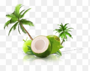 Coconut Png Background - Green Transparent Coconut Png,Coconut Png