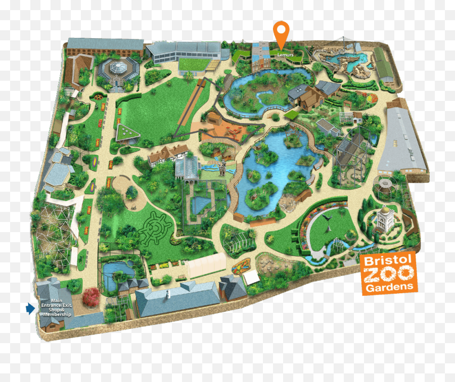 Ring - Tailed Lemurs Bristol Zoo Bristol Zoo Bristol Zoo Lion Enclosure Png,Lemur Png