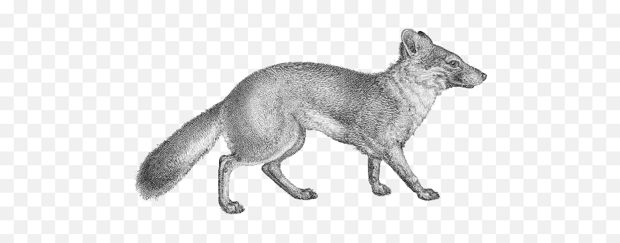 Vulpes Littoralis Transparent - Gray Fox No Background Png,Images With Transparent Background