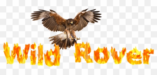 Cropped - Wildroverlogopng Hawk,Rover Logo