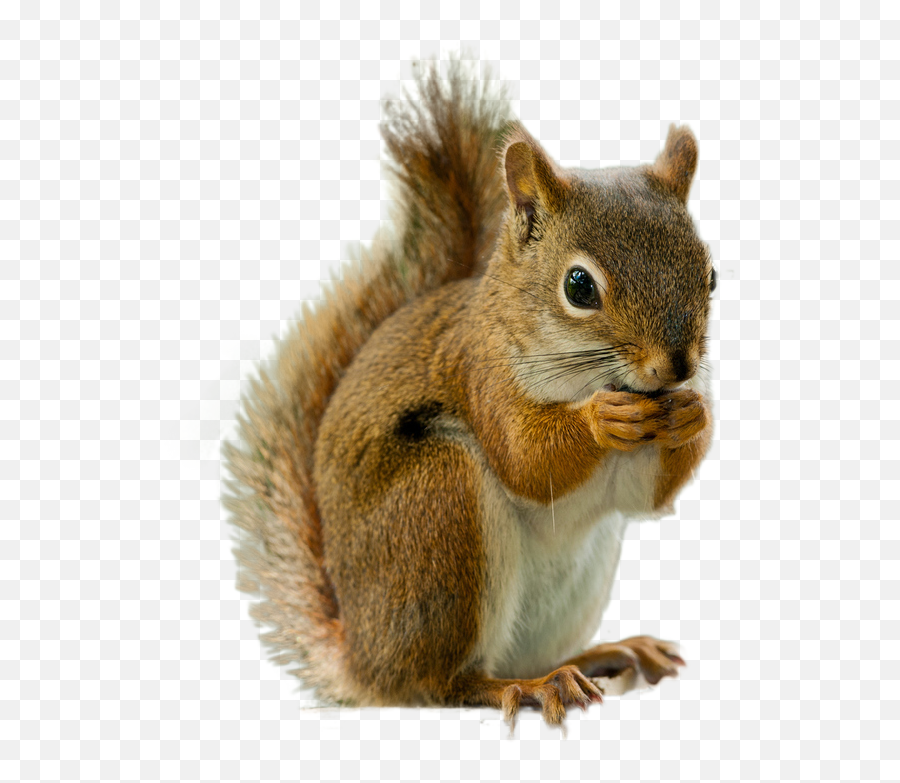 Transparent Background Squirrel Png - Squirrel Png,Squirrel Transparent Background